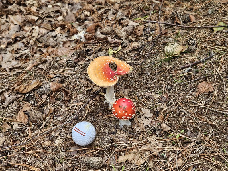 stratengolf 2026